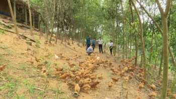 Phú Bình: Mở rộng nuôi gà đồi theo hướng an toàn sinh học
