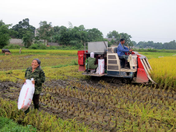 Nông dân xã Bá Xuyên thu hoạch lúa xuân bằng máy gặt đập liên hoàn.
