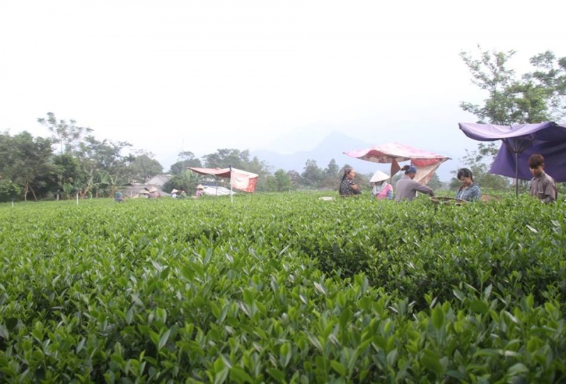 Toàn tỉnh Thái Nguyên có gần 200 làng nghề chè