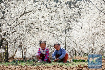 Mãn nhãn mùa hoa xuân tuyệt đẹp ở Trung Quốc
