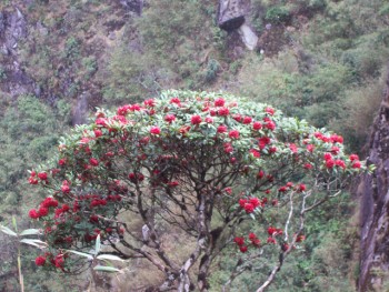 Tháng 3 leo núi Fansipan ngắm hoa Đỗ Quyên cổ thụ khoe sắc thắm