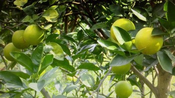 Võ Nhai: Tập trung phát triển cây ăn quả