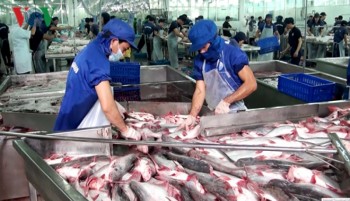 Nhiều doanh nghiệp làm ăn “chộp giật” đang làm giảm uy tín cá tra Việt