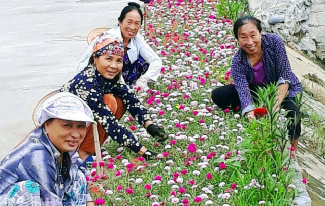 Hà Nam: Trích kinh phí, phát động trồng 150.000 m2 cây hoa hai bên đường