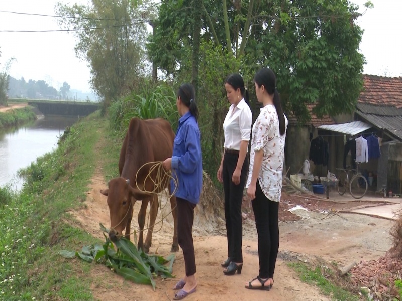 Dự án "Ngân hàng bò" hỗ trợ gia đình hội viên phụ nữ nghèo