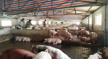 Thái Nguyên: Phát triển chăn nuôi theo hướng bền vững