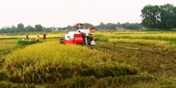 Thái Nguyên: Phấn đấu gieo cấy 29.000ha lúa vụ Xuân