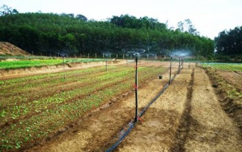 Phát triển Nông nghiệp hữu cơ: Hướng đi đúng nhưng cần phải có giải pháp đồng bộ