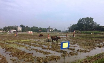 Thái Nguyên:  Phấn đấu gieo cấy 29.000 ha lúa vụ Xuân