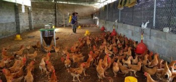 Thị xã Phổ Yên: Triển khai công tác vệ sinh an toàn thực phẩm và phòng, chống dịch bệnh năm 2017