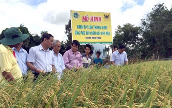 Canh tác lúa thông minh - Nông dân trở thành chuyên gia nông nghiệp