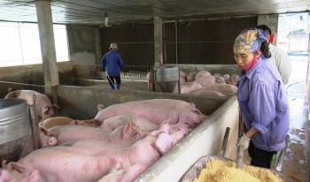 Hợp tác xã Xanh – TP Sông Công nuôi lợn sạch theo mô hình khép kín