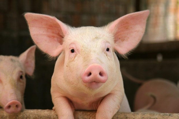 Các nhà khoa học Anh muốn cấy ghép nội tạng của lợn cho người