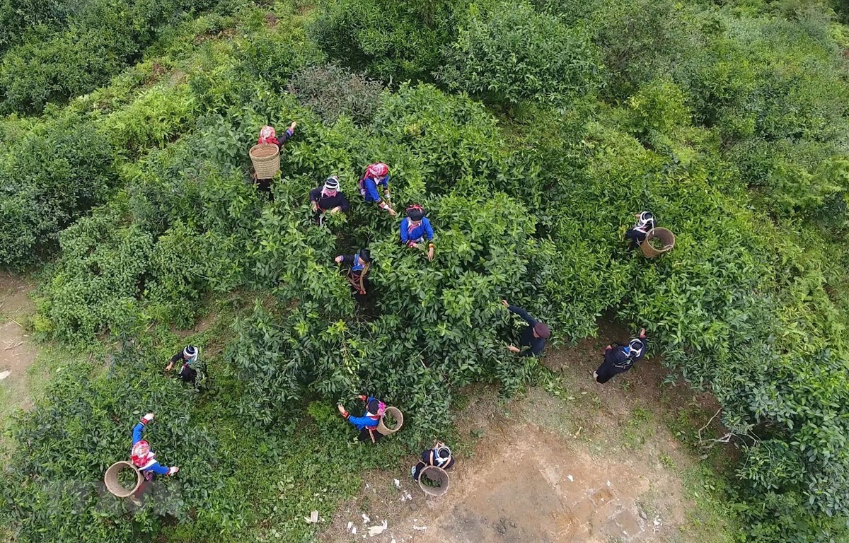 Bảo tồn, nâng cao giá trị cây chè shan tuyết ở Hoàng Su Phì