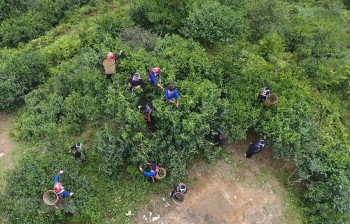 Bảo tồn, nâng cao giá trị cây chè shan tuyết ở Hoàng Su Phì
