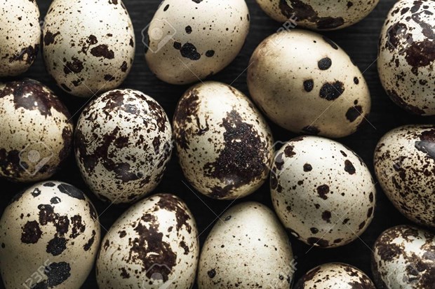 Singapore tạm dừng nhập khẩu trứng chim cút từ trang trại Malaysia
