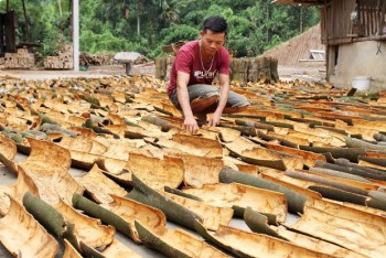 Yên Bái: Người dân huyện Văn Yên hướng tới sản xuất quế hữu cơ
