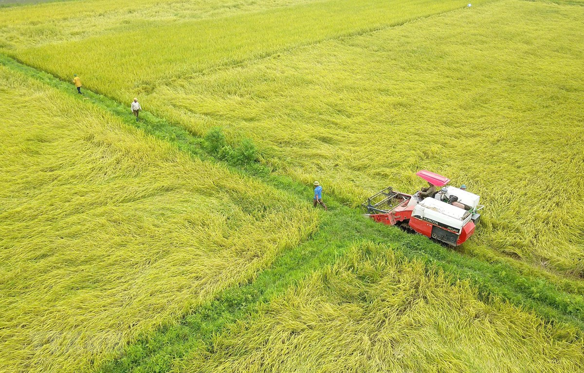 Miền Bắc phấn đấu đạt sản lượng lúa Đông Xuân hơn 7 triệu tấn