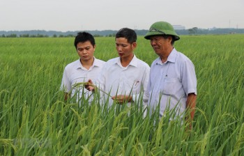 Bắc Ninh: Chắp cánh thương hiệu lúa nếp cái hoa vàng Yên Phụ