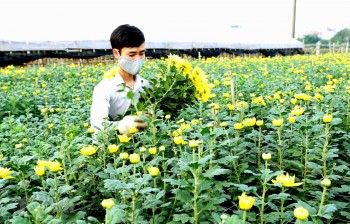 Hà Nội: Làng hoa Tây Tựu rộn ràng chuẩn bị mùa hoa Tết Canh Tý