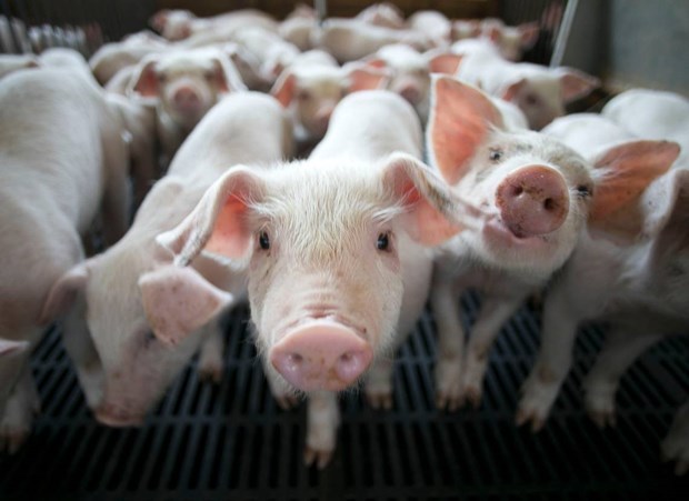 Trung Quốc ứng dụng chăn nuôi công nghệ cao, nhận dạng khuôn mặt lợn