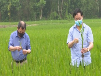 Kiểm tra sản xuất nông nghiệp tại thành phố Sông Công và thành phố Thái Nguyên