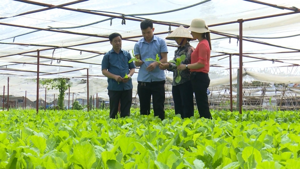 Phổ Yên: phát triển nông nghiệp gắn với xây dựng nông thôn mới
