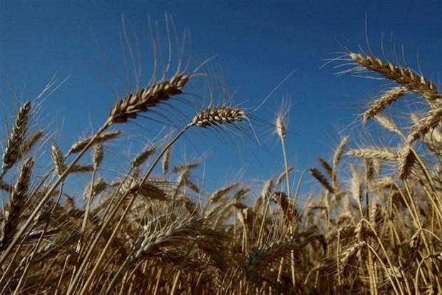 Đề xuất Nga, Ukraine tái tham gia chuỗi cung ứng thực phẩm toàn cầu