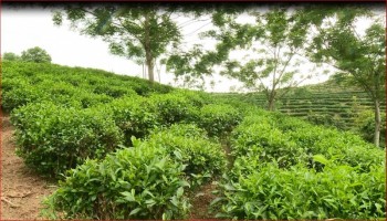 Phú Lương: Sức bật từ đề án tái cơ cấu ngành nông nghiệp