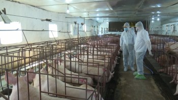 Phú Lương: gỡ khó trong việc tái đàn lợn