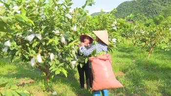 Xã Phú Thượng hình thành vùng chuyên canh cây ăn quả