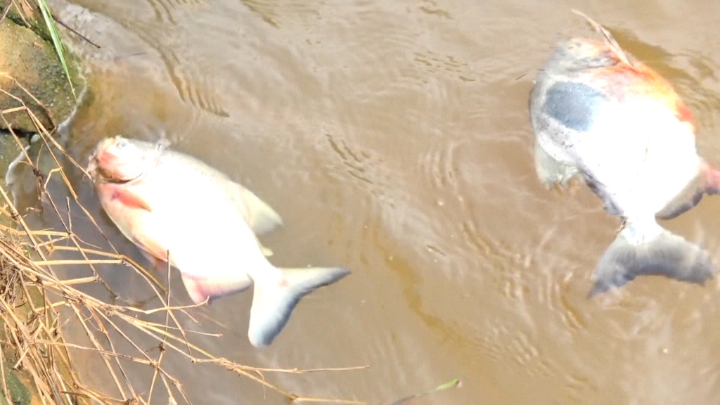Chục tấn cá chết bất thường và nỗi lo về ô nhiễm nguồn nước tại phường Châu Sơn, thành phố Sông Công