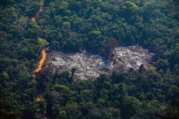 COP27: Brazil cam kết chấm dứt tình trạng tàn phá rừng Amazon