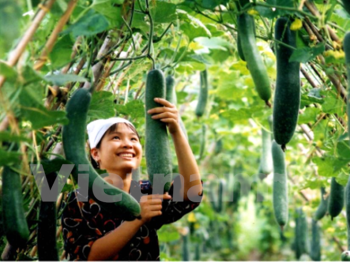 Rau quả Việt: Điểm sáng ấn tượng trên bức tranh xuất khẩu nông sản