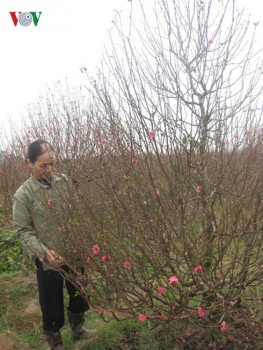 Hà Nội: Người trồng đào, quất lo mất mùa vì nắng nóng bất thường