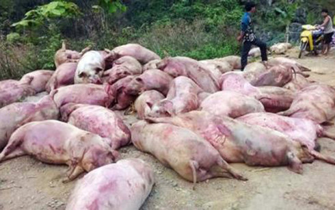 Nông dân nuôi lợn điêu đứng với thương lái Trung Quốc