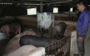 Giá lợn hơi xuống thấp - người chăn nuôi lỗ nặng