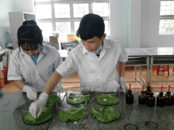 Học sinh lớp 12 chế ra phân hữu cơ để trồng rau sạch