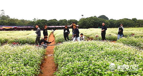 ngo ngang ve dep me hon cua vuon hoa tam giac mach o mien tay xu nghe