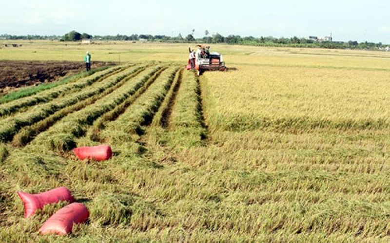 Tăng năng suất và thu nhập từ trồng lúa trên cánh đồng lớn
