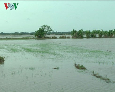 Bão số 1 gây mưa lớn, hàng nghìn ha lúa ở Bạc Liêu bị thiệt hại