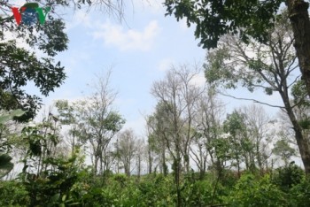 Khu rừng ở Tà Cú bị đầu độc bằng hóa chất trong thuốc diệt cỏ