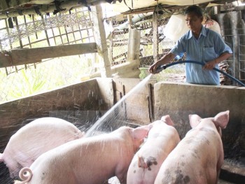 Dẹp vấn nạn bơm nước vào lợn, trâu, bò và hóa chất trong tôm