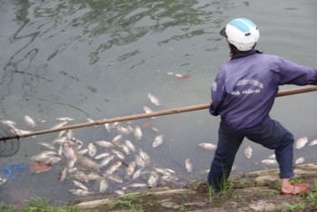 Đà Nẵng: Cá chết hàng loạt trên kênh