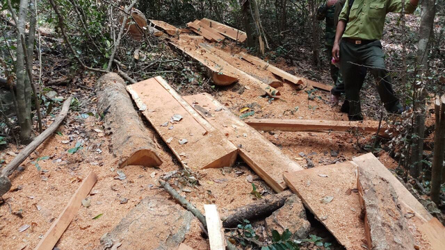 Điều tra vụ phá rừng quy mô lớn tại Vườn quốc gia Yok Đôn