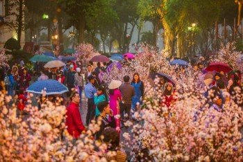 Trải nghiệm văn hóa Nhật Bản tại Lễ hội Hoa anh đào Hà Nội