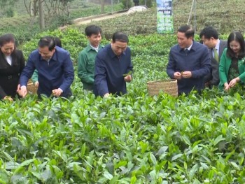 Sôi nổi Lễ hội "Hương sắc trà xuân - Vùng chè đặc sản Tân Cương" năm 2018