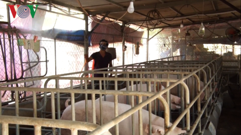 “Thủ phủ” chăn nuôi trước nguy cơ dịch tả lợn Châu Phi