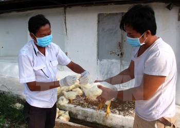 H5N1 bùng phát sát biên giới, Tây Ninh phòng dịch khẩn cấp