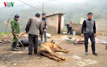 Lào Cai: gần 100 trâu, bò chết rét